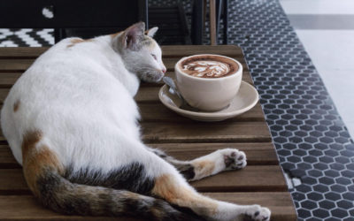 How to Open a Cat Café